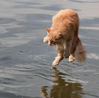 cat over water